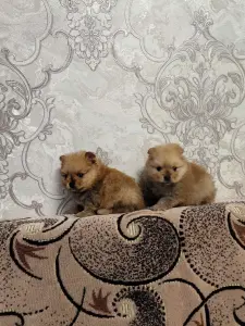 Щенки померанского шпица