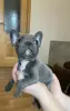 Щенки французского бульдога