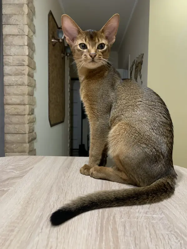 Вязка животных