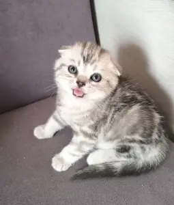 Шотландский вислоухий мальчик