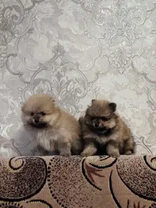 Девочки померанского шпица