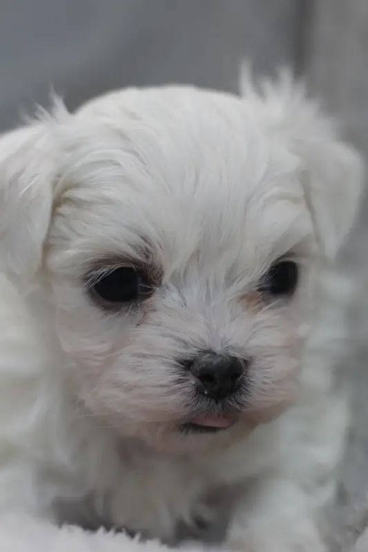 Мальтийская болонка