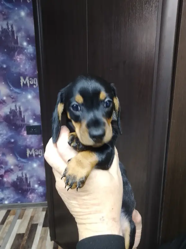 Продам щенков гладкошерстной стандартной таксы - Молодечно - 224943 - Доска объявлений Kupika.by - Фото 2