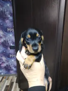 Продам щенков гладкошерстной стандартной таксы