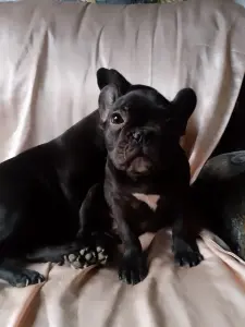 щенки французского бульдога