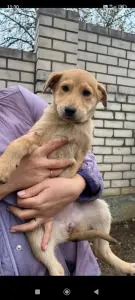 Щенок в дар