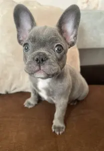 Щенок французского бульдога