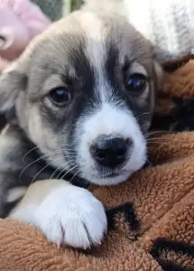 Щенок в добрые руки