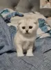 Шотландская вислоухая девочка