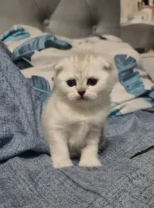 Шотландская вислоухая девочка