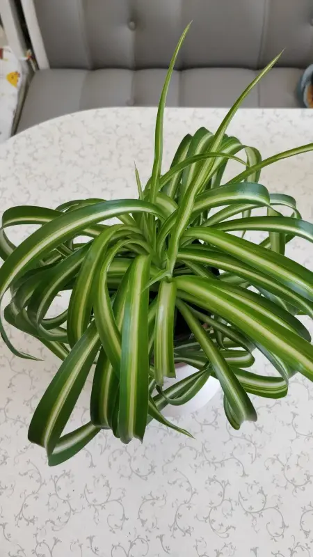 Хлорофитум кудрявый Bonnie