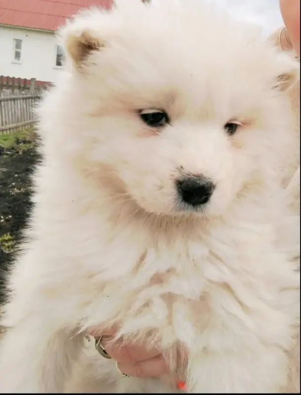 Щенки самоедской