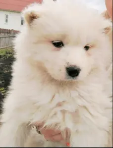 Щенки самоедской