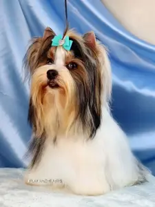 Мальчик бивер от родителей чемпионов