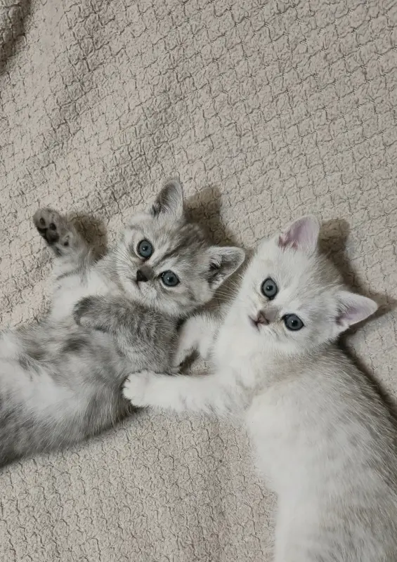 Шотландские котята прямоухие