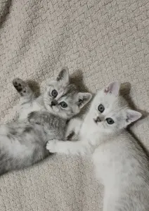 Шотландские котята прямоухие