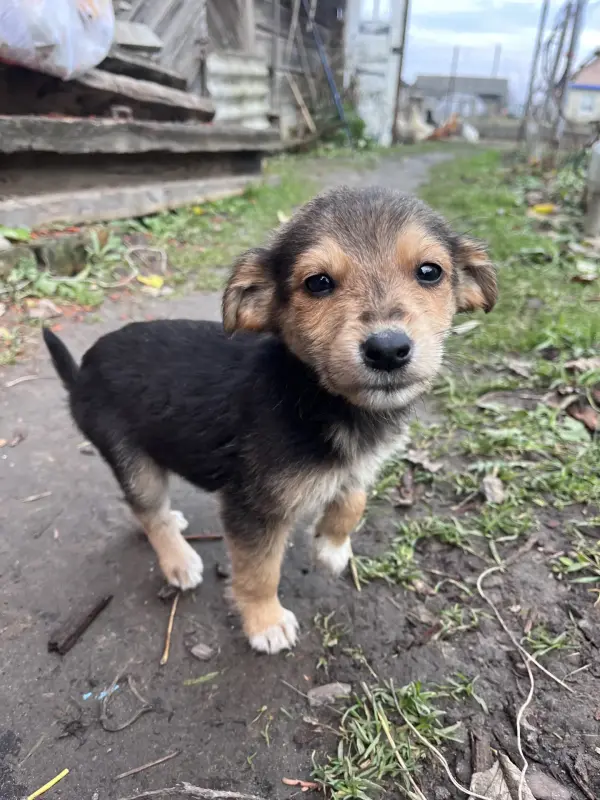 Отдам щенят. Туров