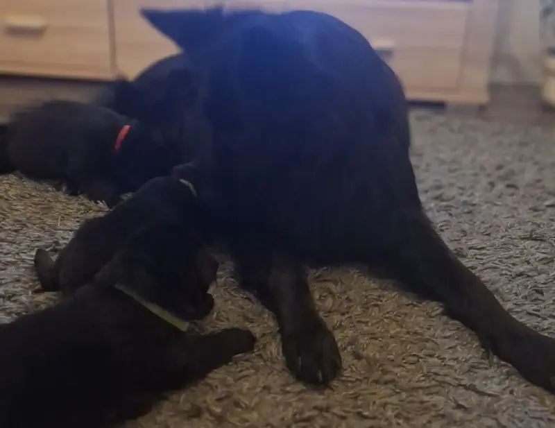 Щенки черной д/ш немецкой овчарки