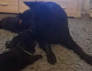 Щенки черной д/ш немецкой овчарки