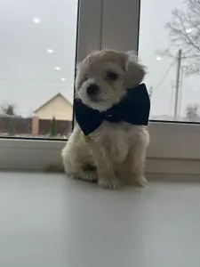 Мальтипу ф1