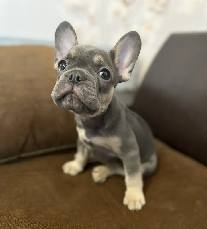 Щенок французского бульдога