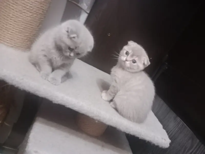Котята шотландские