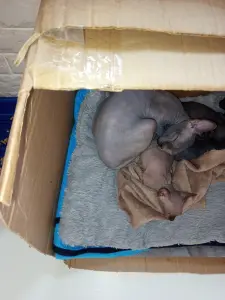 Котята сфинкс