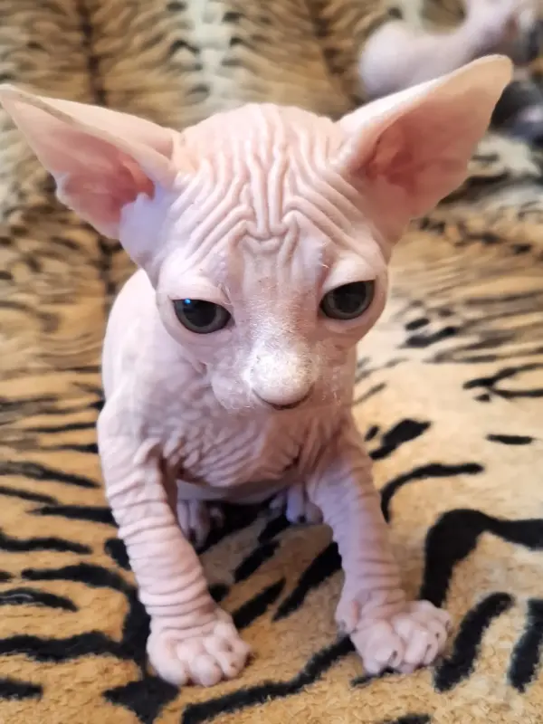 Канадский Сфинкса котята Ген разноглазия