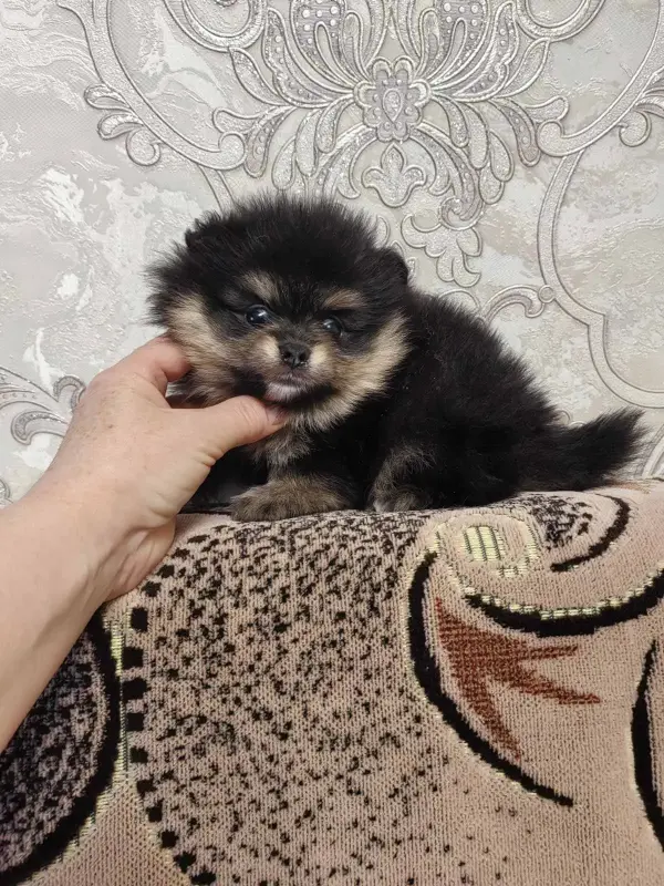 Девочка померанского шпица