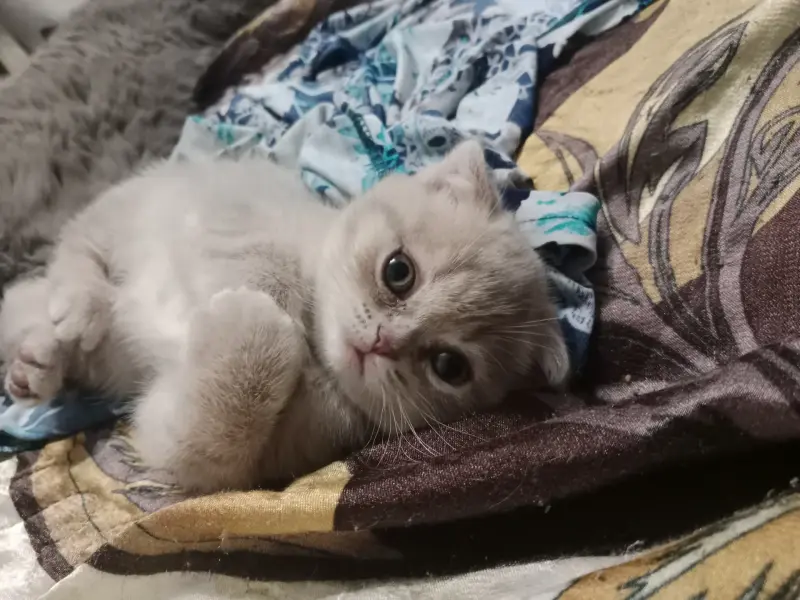 Котята шотландские