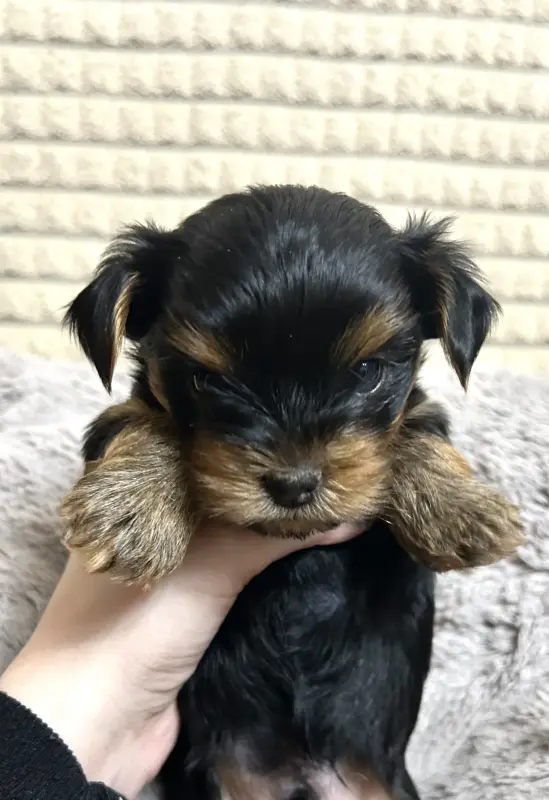 Щенок Йоркширского терьера. Щенки Йорка мальчики