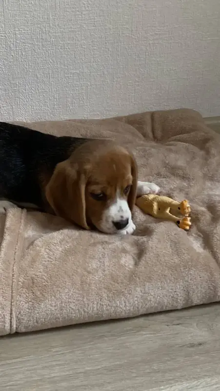 Щенок Бигль