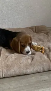 Щенок Бигль