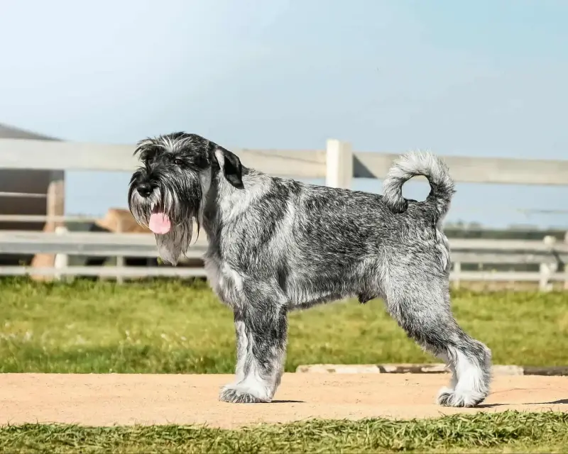 Миттельшнауцера щенки