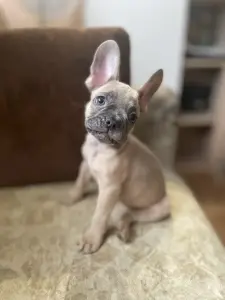 Щенок французского бульдога