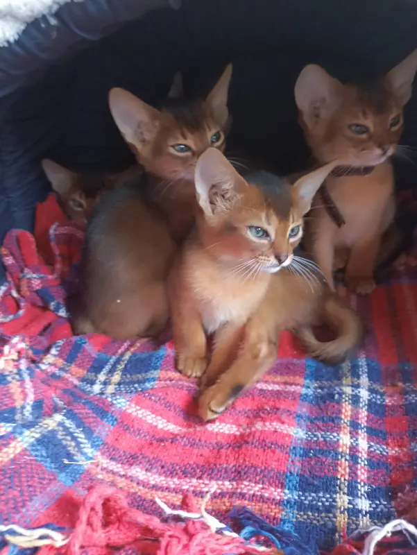 Абиссинские  котики