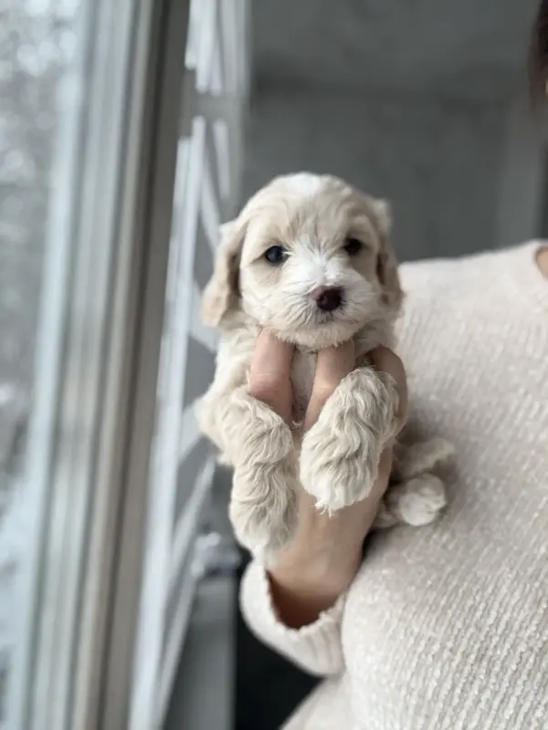 Мальтипу девочки / мальчики