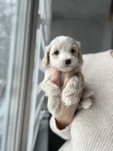 Мальтипу девочки / мальчики