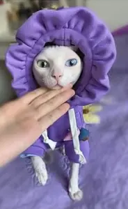 Канадский сфинкс Разноглазая Принцесса