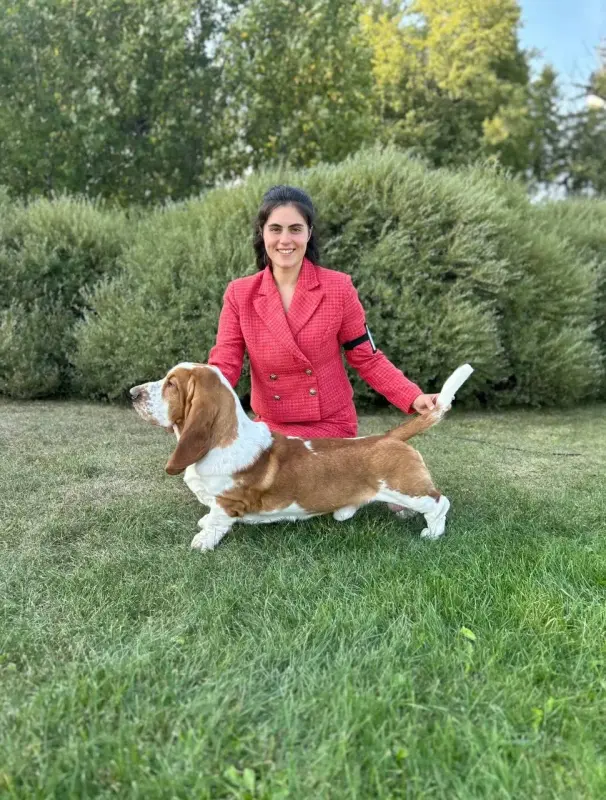 Бассет-хаунд, щенки с родословной