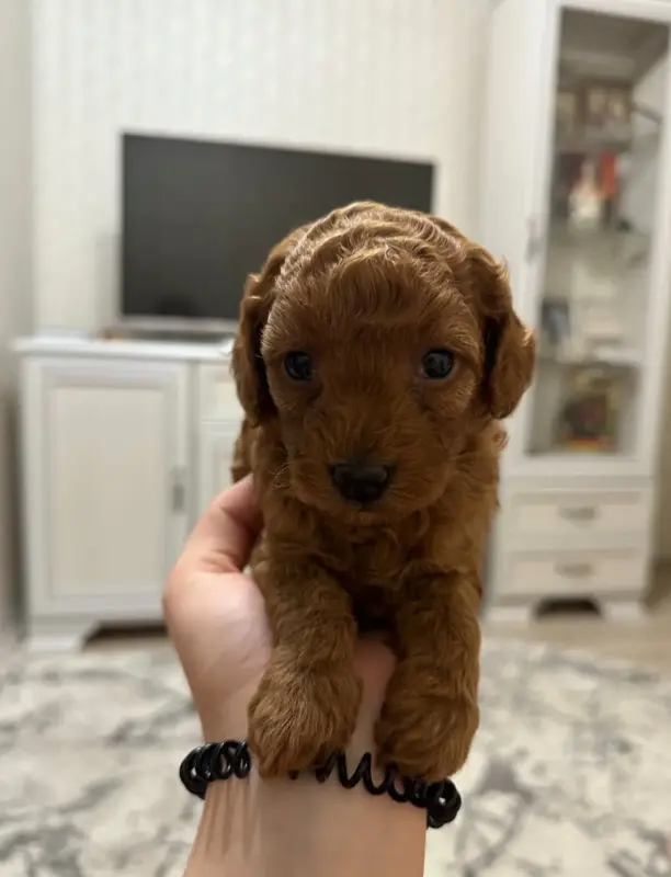 Щенята той-пудель