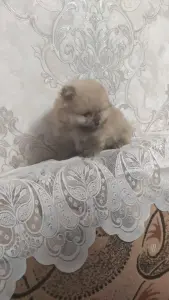 Девочка померанского шпица