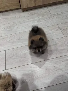 Девочки померанского шпица