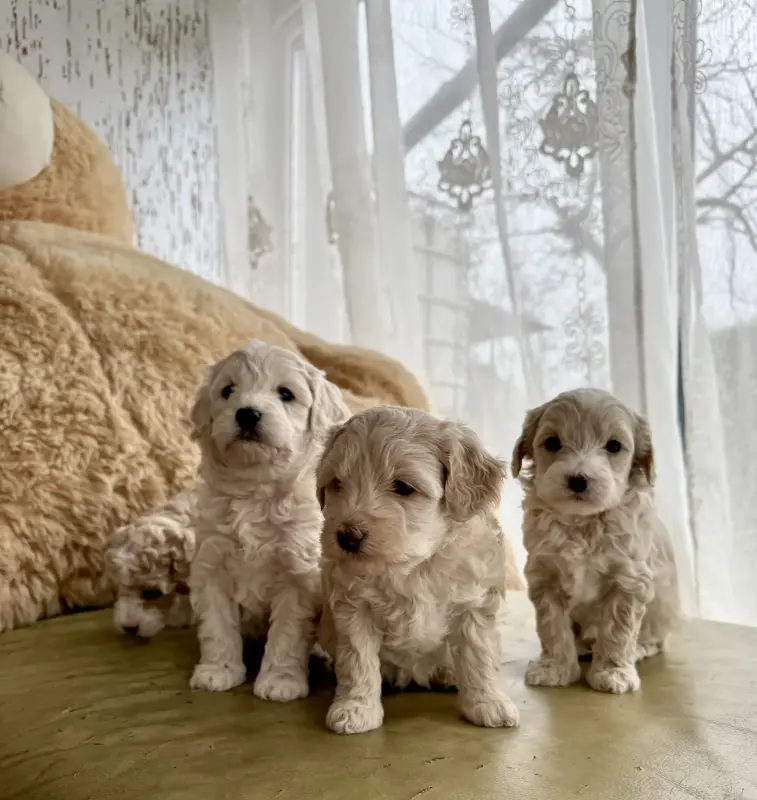 Мальтипу девочки / мальчики