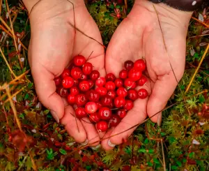 Клюква Болотная свежая 2025