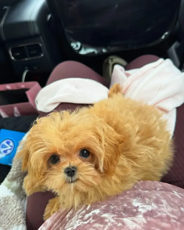 Элитные мини и микро мальтипу Азия Тэдди той пудель