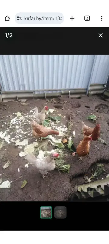 Куры-несушки 7 голов (Тешевлянской птицефабрики)