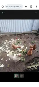 Куры-несушки 7 голов (Тешевлянской птицефабрики)