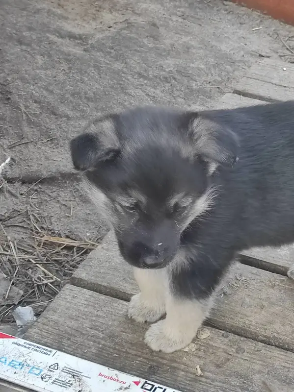 Щенки в дар