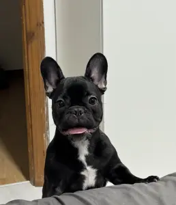 Французский бульдог